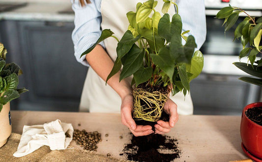 A Guide to Repotting Your Plants: A Step-By-Step Journey to Healthy Growth