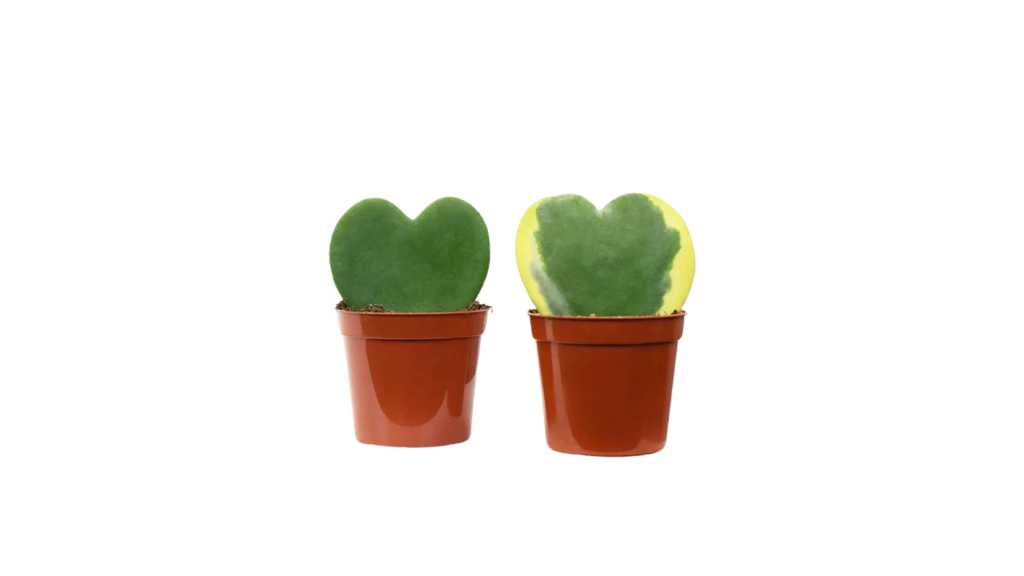 Araucaria : Origine, Espèces Et Usages De Cet Arbre Unique