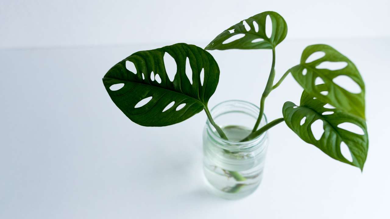 The Complete Monstera Adansonii Plant Care Guide | Mygreenscape | Buy  Plants Online