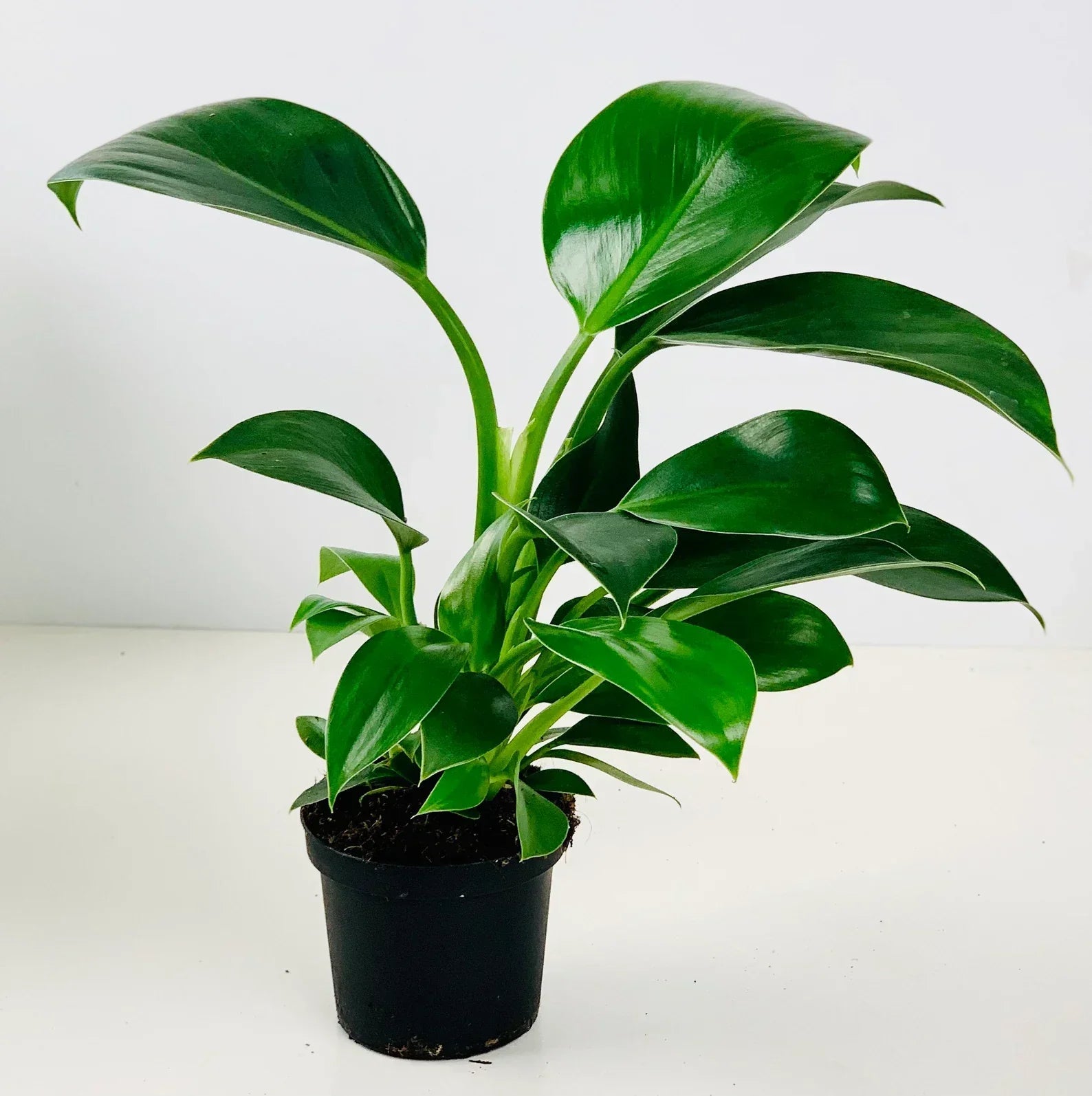 dark philodendron Philodendron Gloriosum Dark Form (young plant)