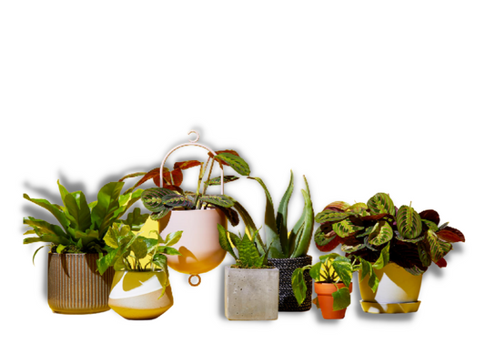 Shopping Plants Online in Ontario
