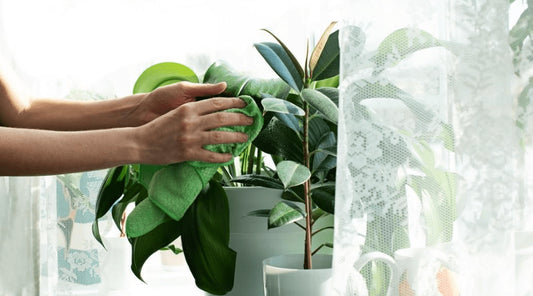 House Plants for Cleaner Air
