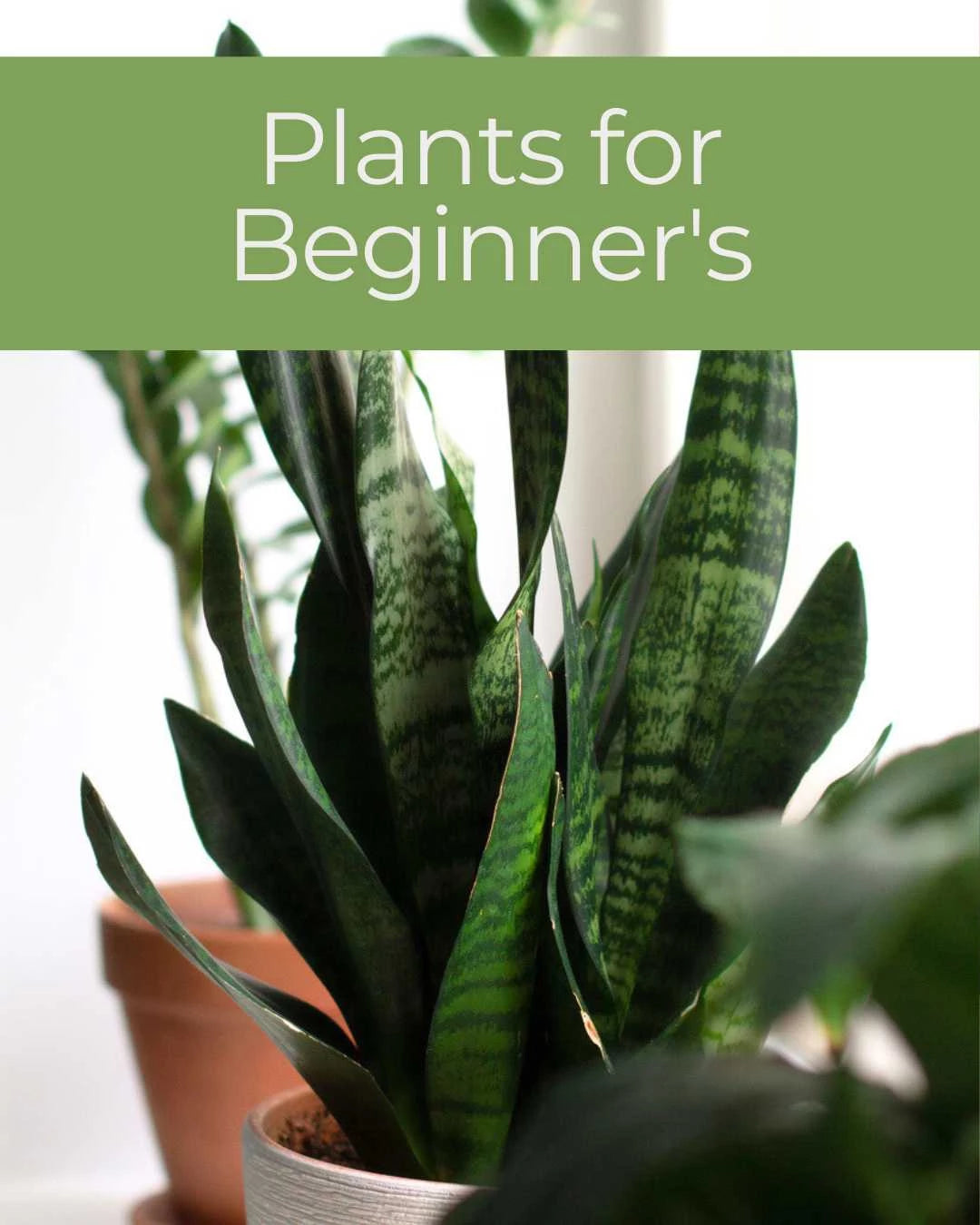 Easy Care Plants for Beginner's  | Buy Online 