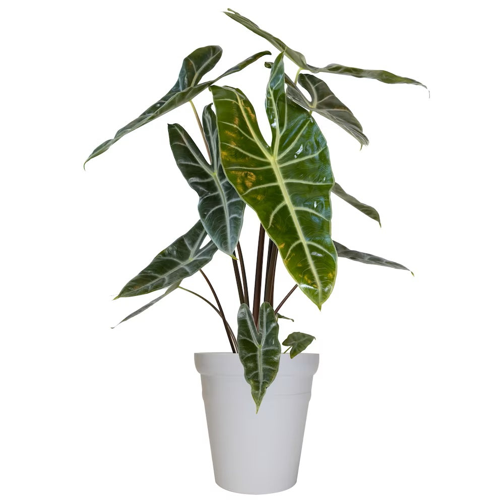 Alocasia Plants