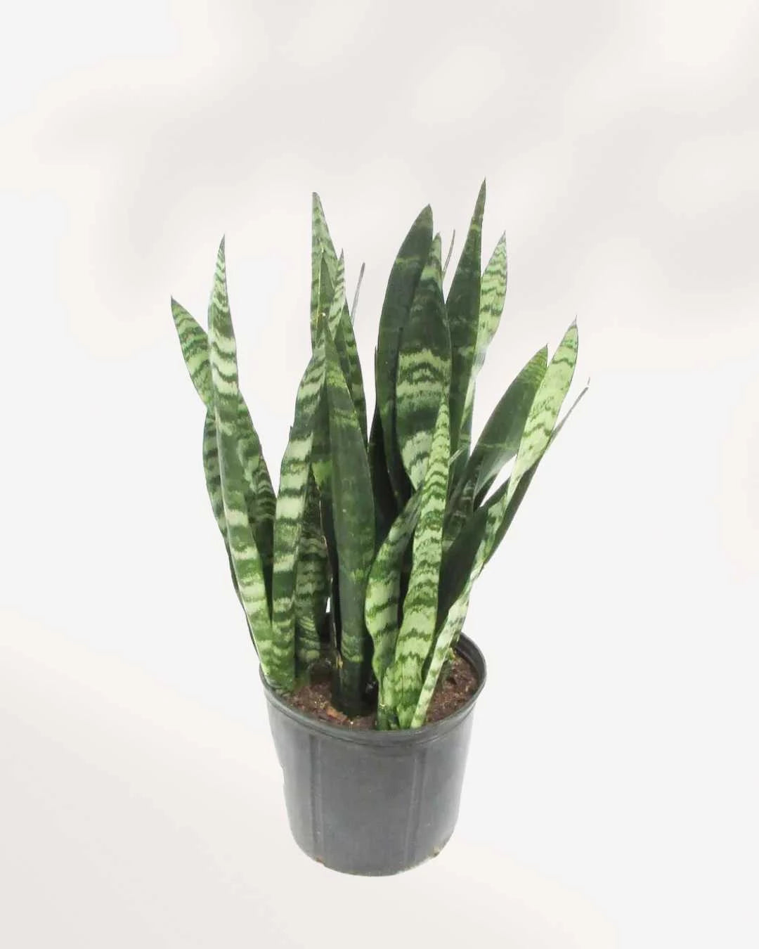 Snake Plant  | Buy Plants Online | Houseplant Delivery & Plant Care