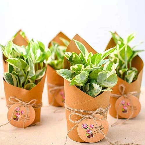 Gift Ideas | Shop online Plant Store 