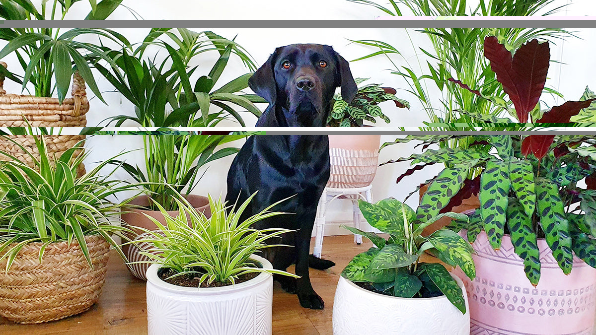 Shop Indoor Plants for Delivery in Ontario Mygreenscape