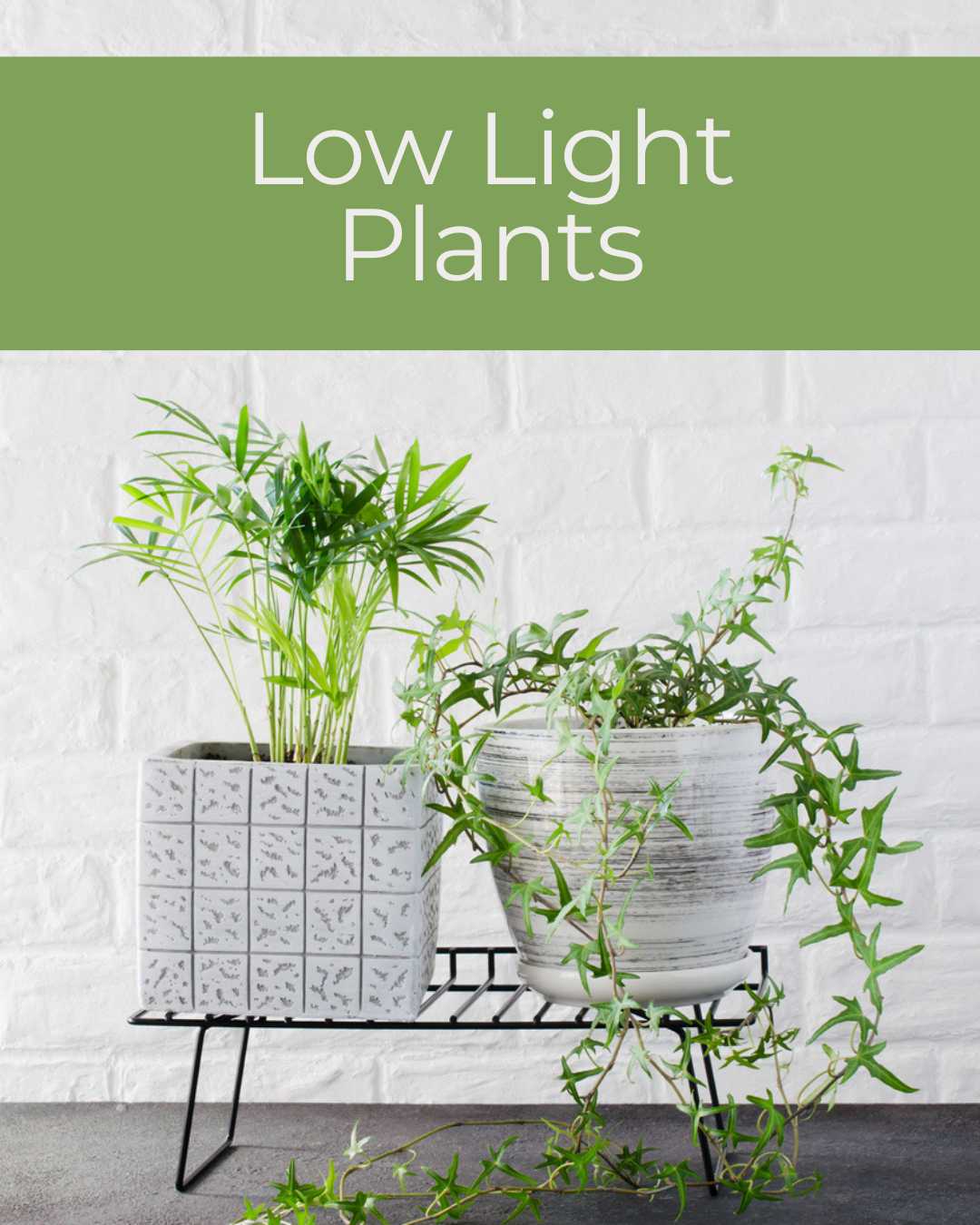 LOW LIGHT PLANTS  | Buy Online 