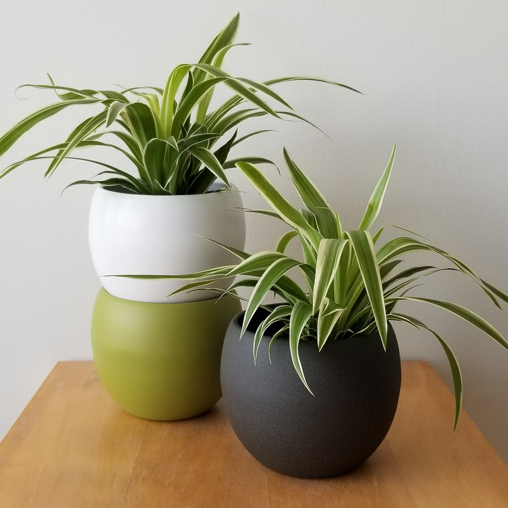 Indoor plants, pots, and accessories