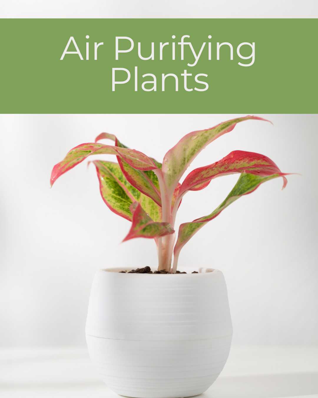 Air Purifying Plants  | Buy Online 