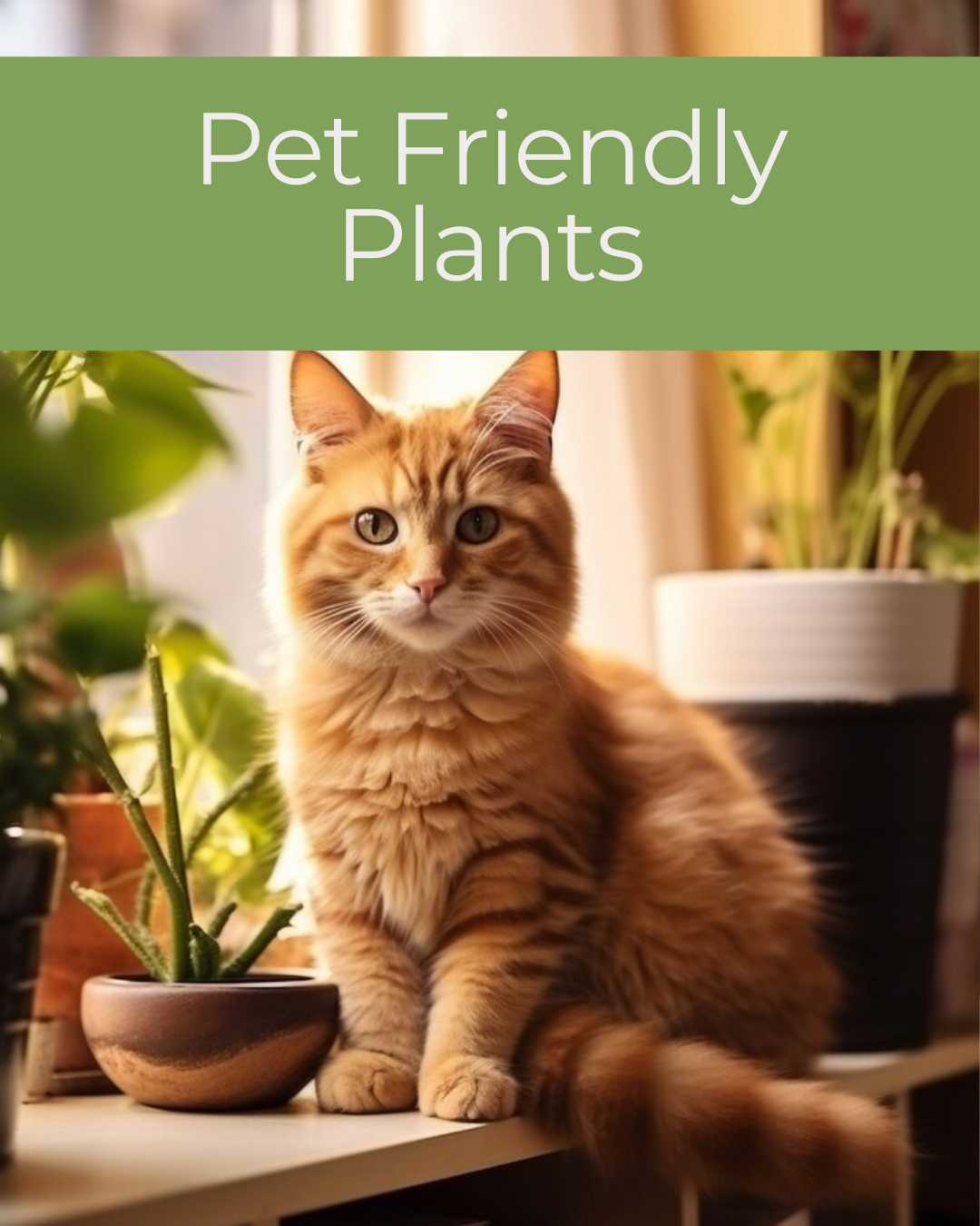 Pet Friendly Plants  | Buy Online 