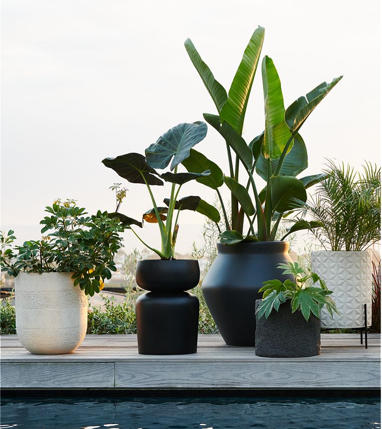 Pots & Planters for Indoor House Plants