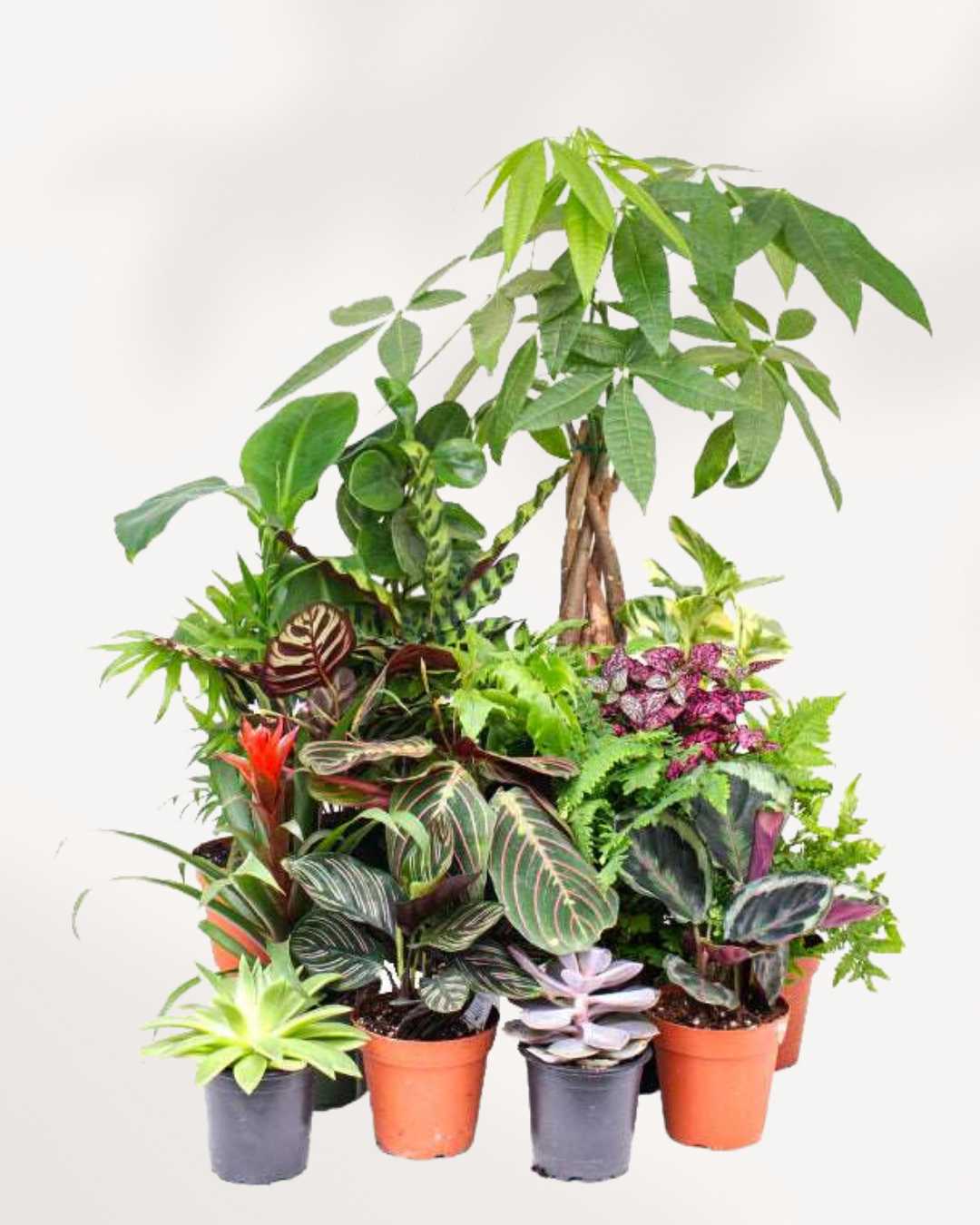 Indoor Houseplant Bundle Pack of 10