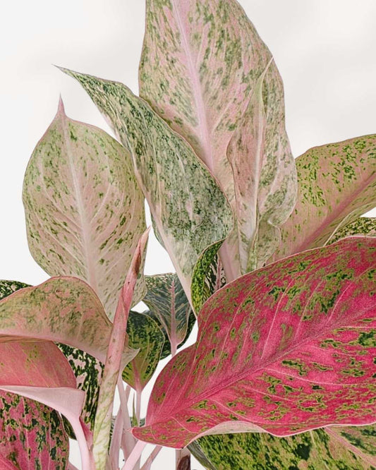 Aglaonema Cleopatra | Buy Online
