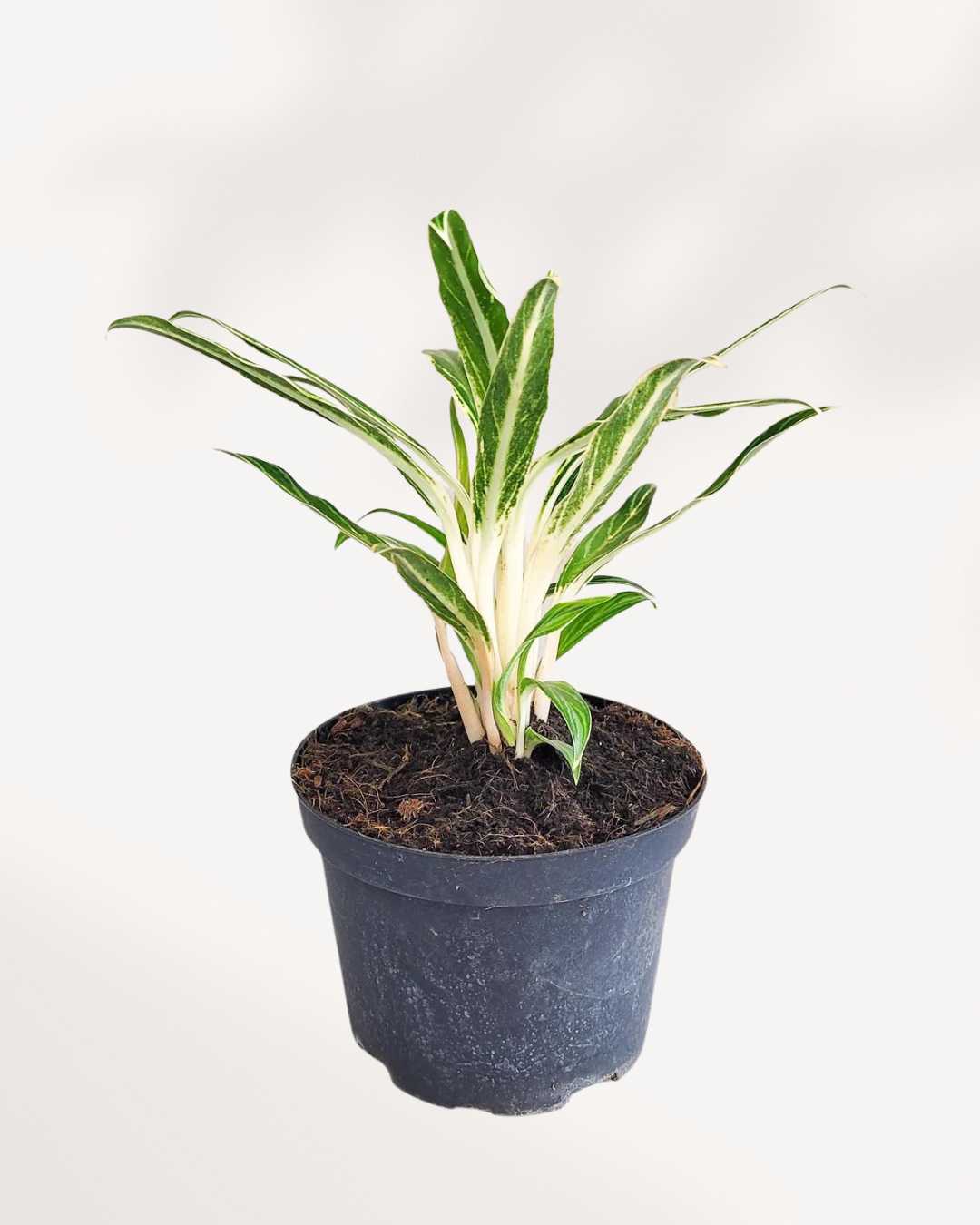 aglaonema rice Chinese Evergreen Commutatum Rice | Buy Online - Elegant Indoor Plant | Mygreenscape