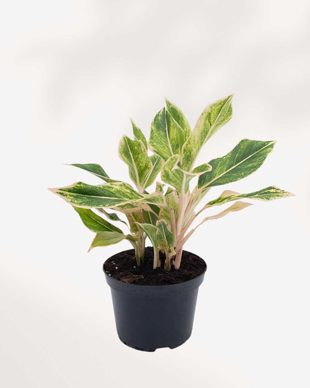 pink siam aglaonema Chinese Evergreen Pink Siam: Buy Online for Vibrant Indoor Beauty | Mygreenscape.ca | Mygreenscape