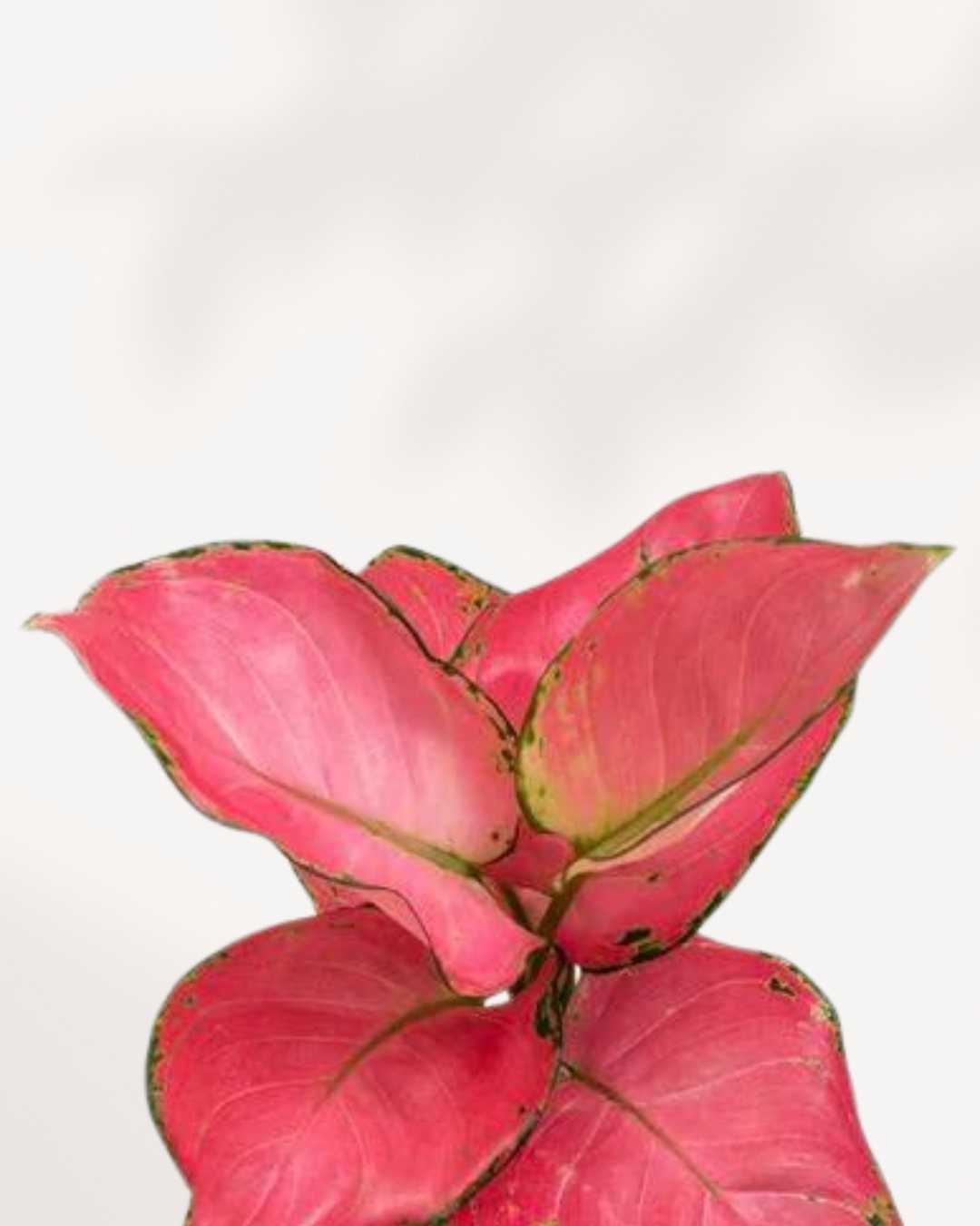 Aglaonema Pink Valentine