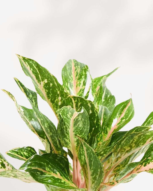 Aglaonema Sparkling Sarah 6" Pot - Medium