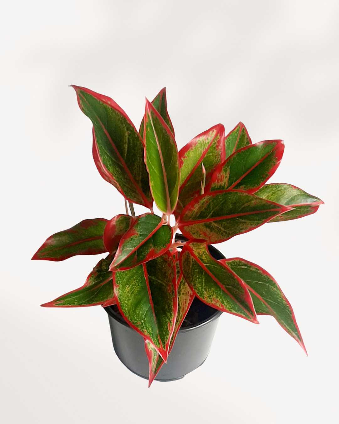 Aglaonema Siam Aurora