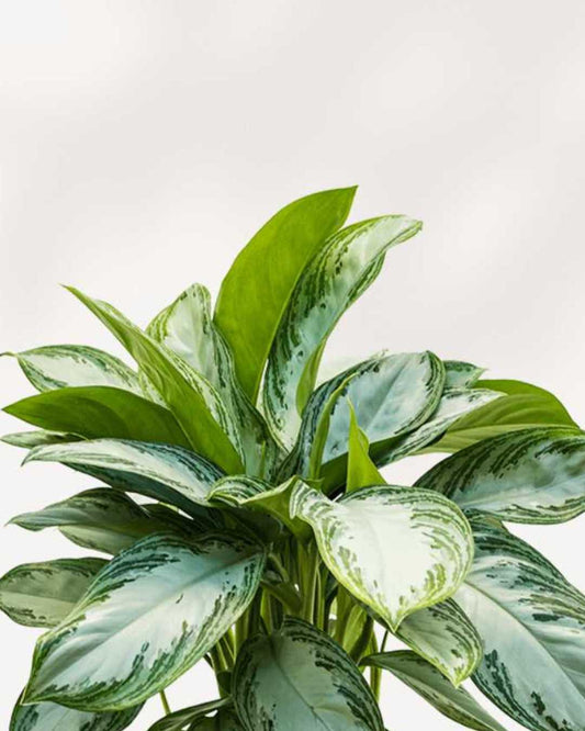 Aglaonema Silver Bay