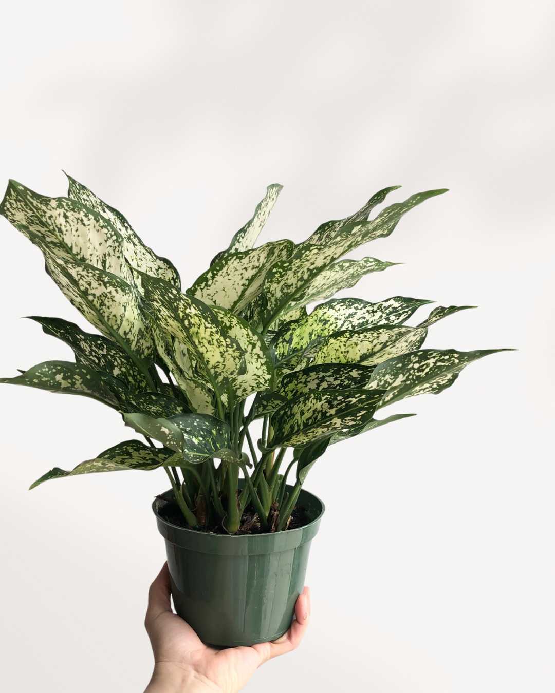 aglaonema spring snow flower Chinese Evergreen Spring Snow | Buy Online - Elegant and Easy-Care Houseplant | Mygreenscape