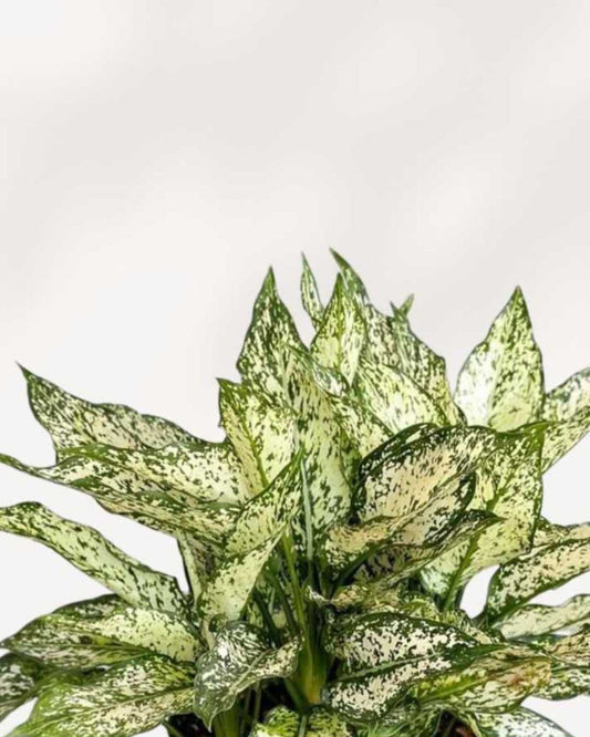 Aglaonema Spring Snow 4" Pot - Medium
