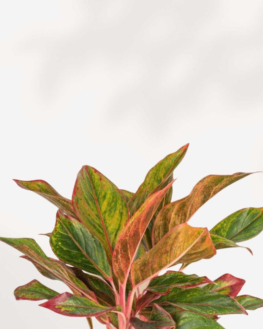 Aglaonema Red Siam