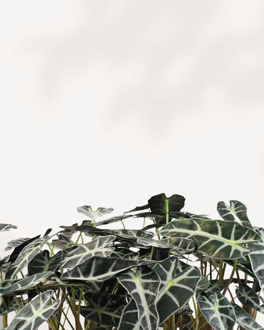 Alocasia Bambino 2.5" Pot - XSmall