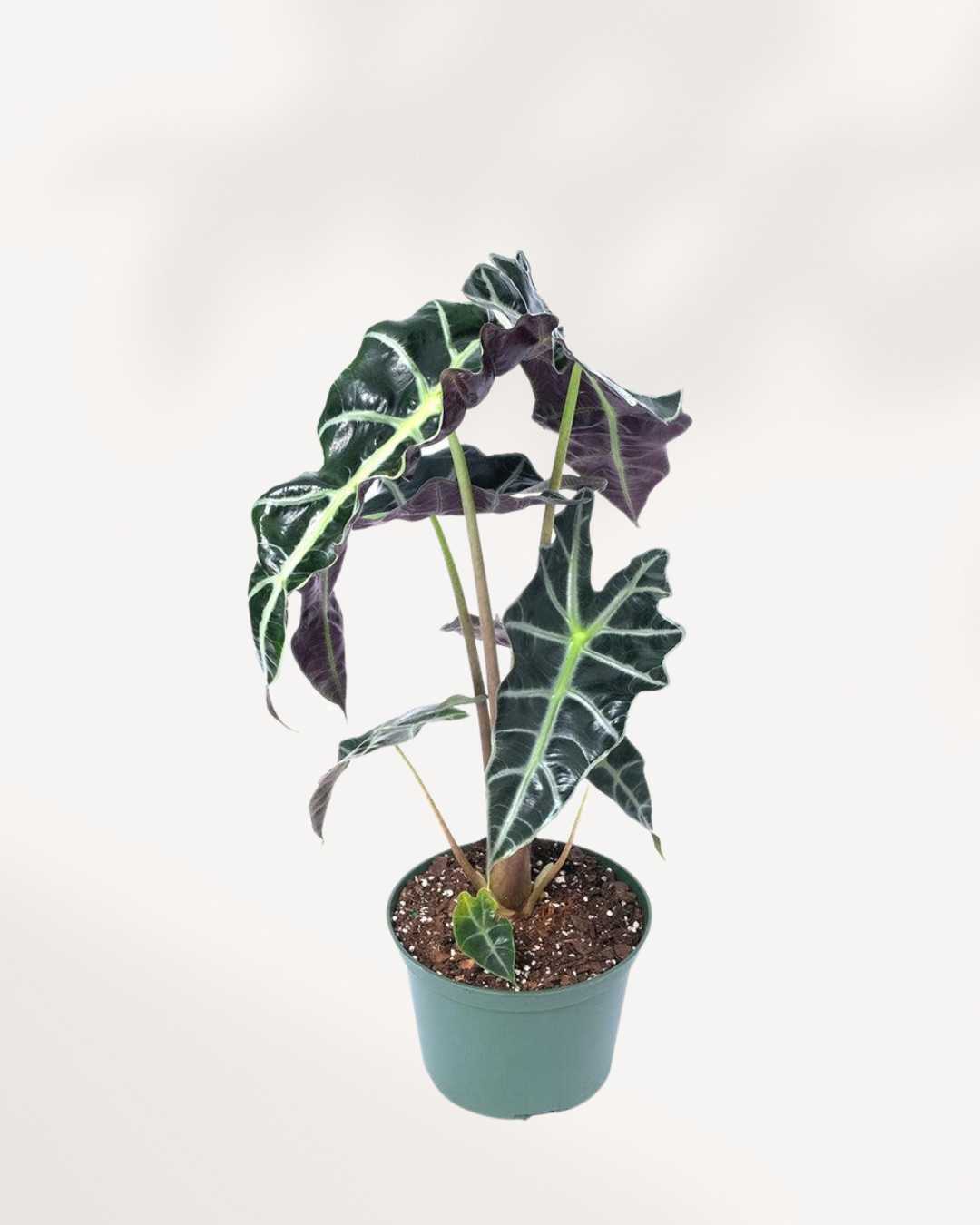 Alocasia Bambino 5" Pot - Medium