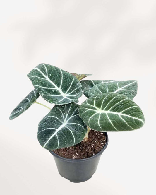Alocasia Black Velvet - Alocasia Reginula 2.5" Pot - XSmall