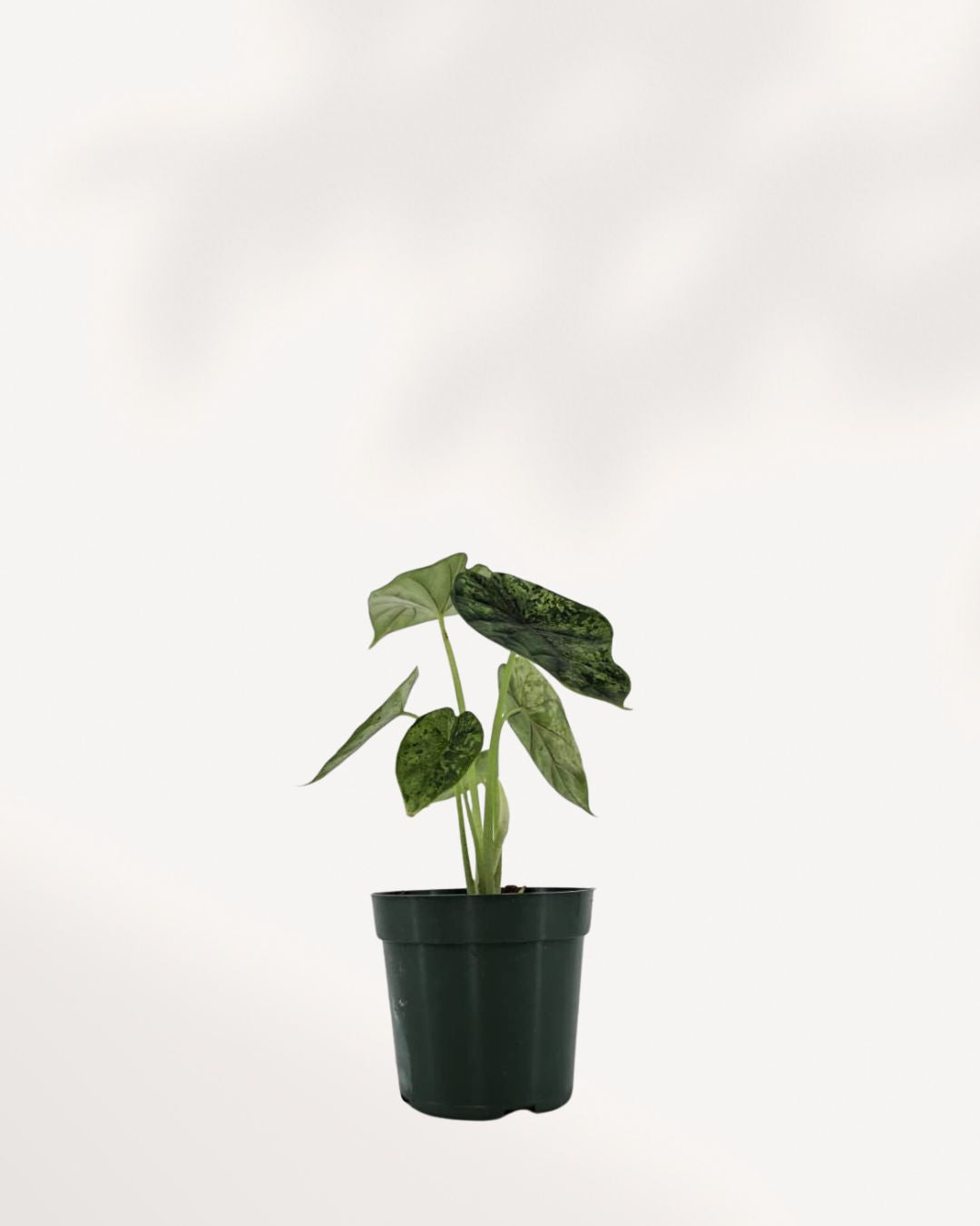 Alocasia Dragon Scale mint var. 2本セット Alocasia Dragon Scale Mint | Buy Online - Exotic & Striking