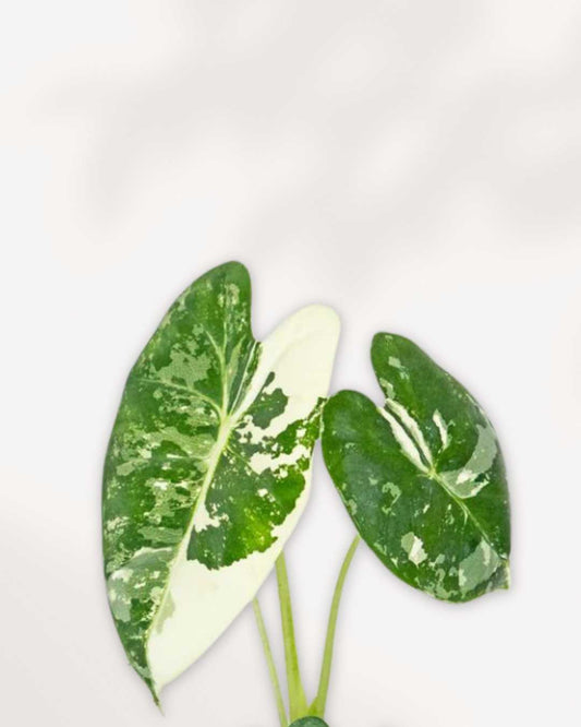 Alocasia Frydek Variegated 3.5" Pot - Small