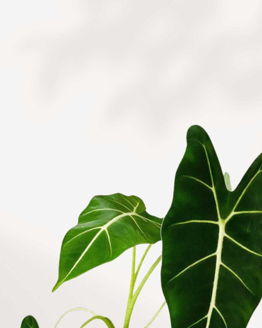 Alocasia Frydek - Alocasia Micholitziana 3.5” Pot - Small