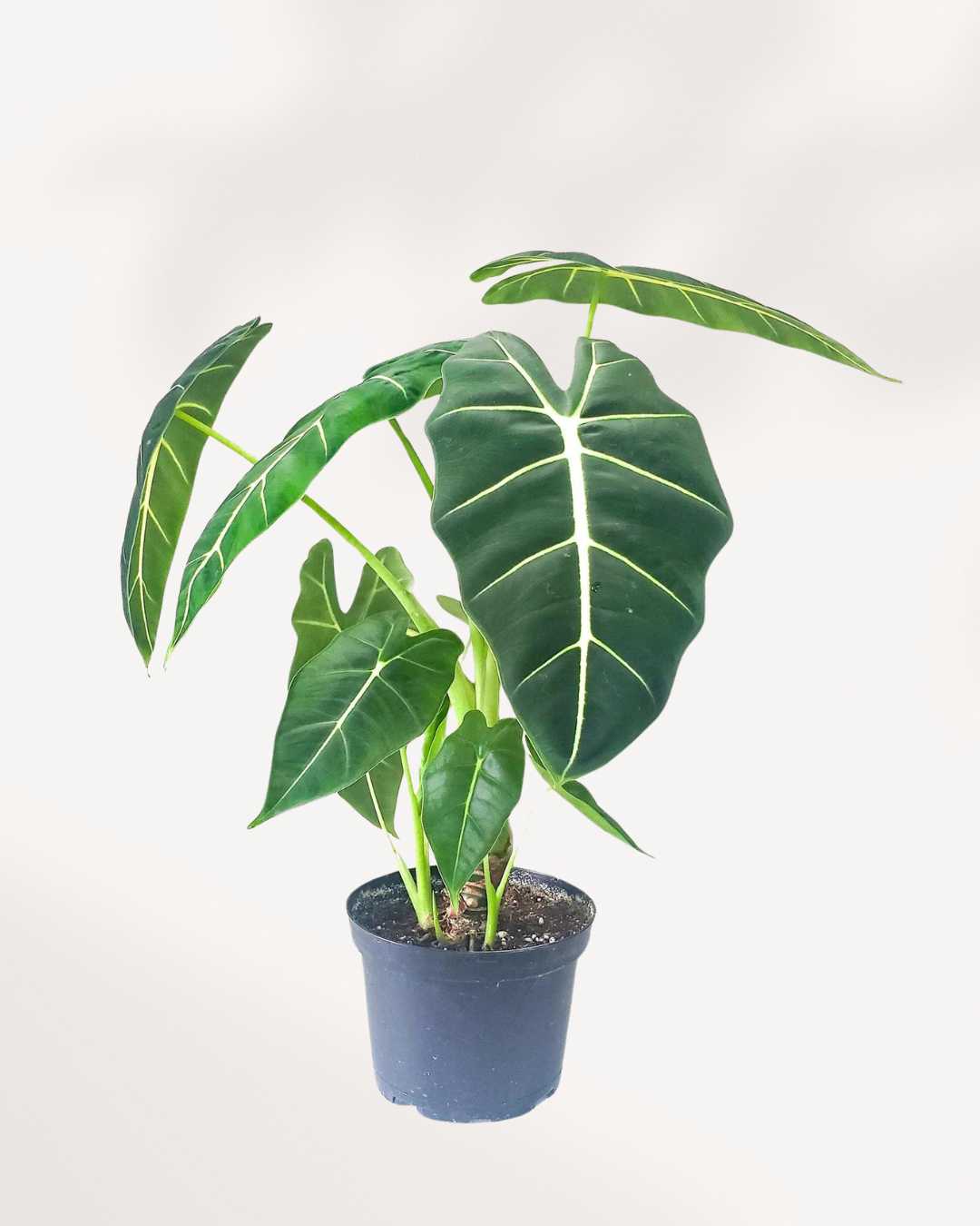 Alocasia Frydek - Alocasia Micholitziana 4.5" Pot - Medium