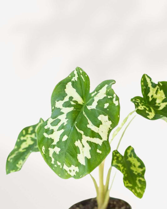 Alocasia Hilo Beauty 6" Pot - Medium