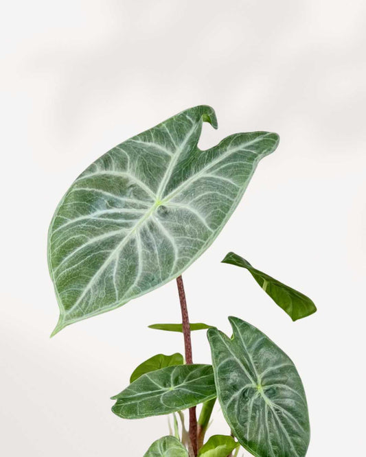 Alocasia Ivory Coast 6" Pot - Medium