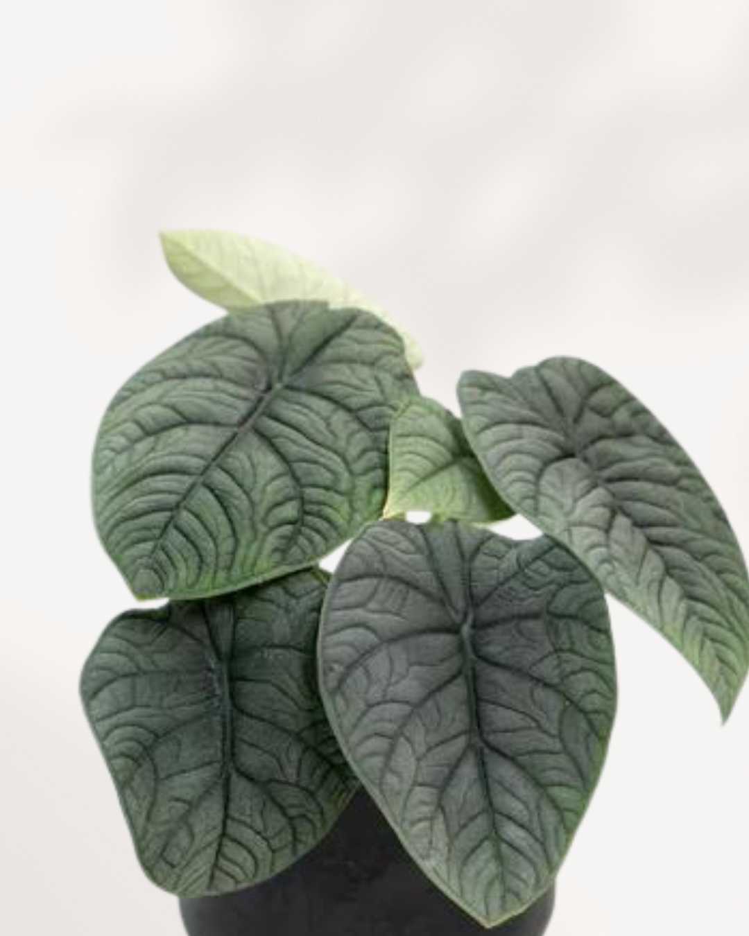 Alocasia Melo