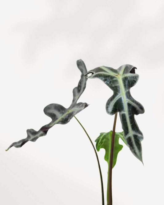 Alocasia Nobilis 3.5" Pot - XSmall