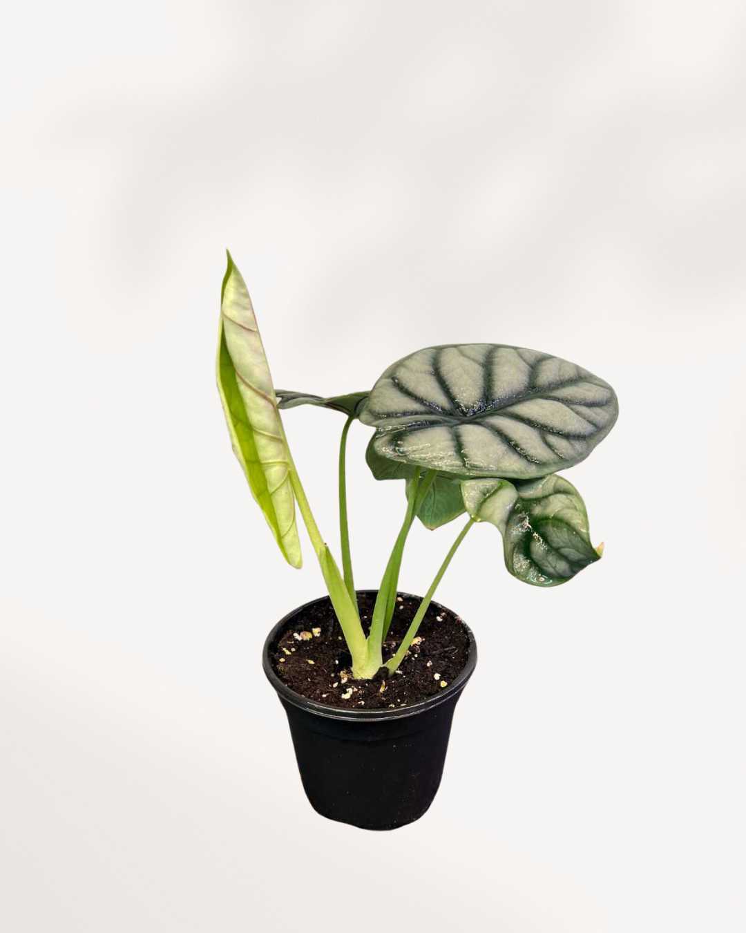 Alocasia Silver Dragon