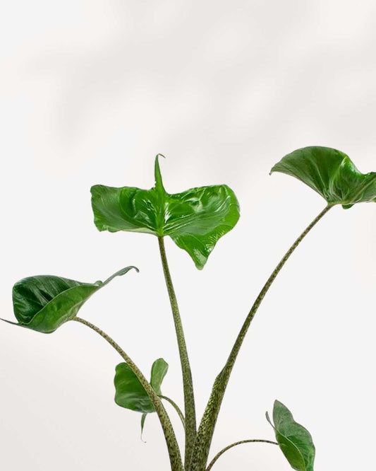 Alocasia Stingray 4" Pot - Small