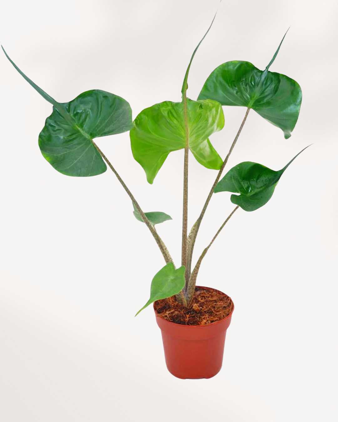Alocasia Stingray 6" Pot - Medium