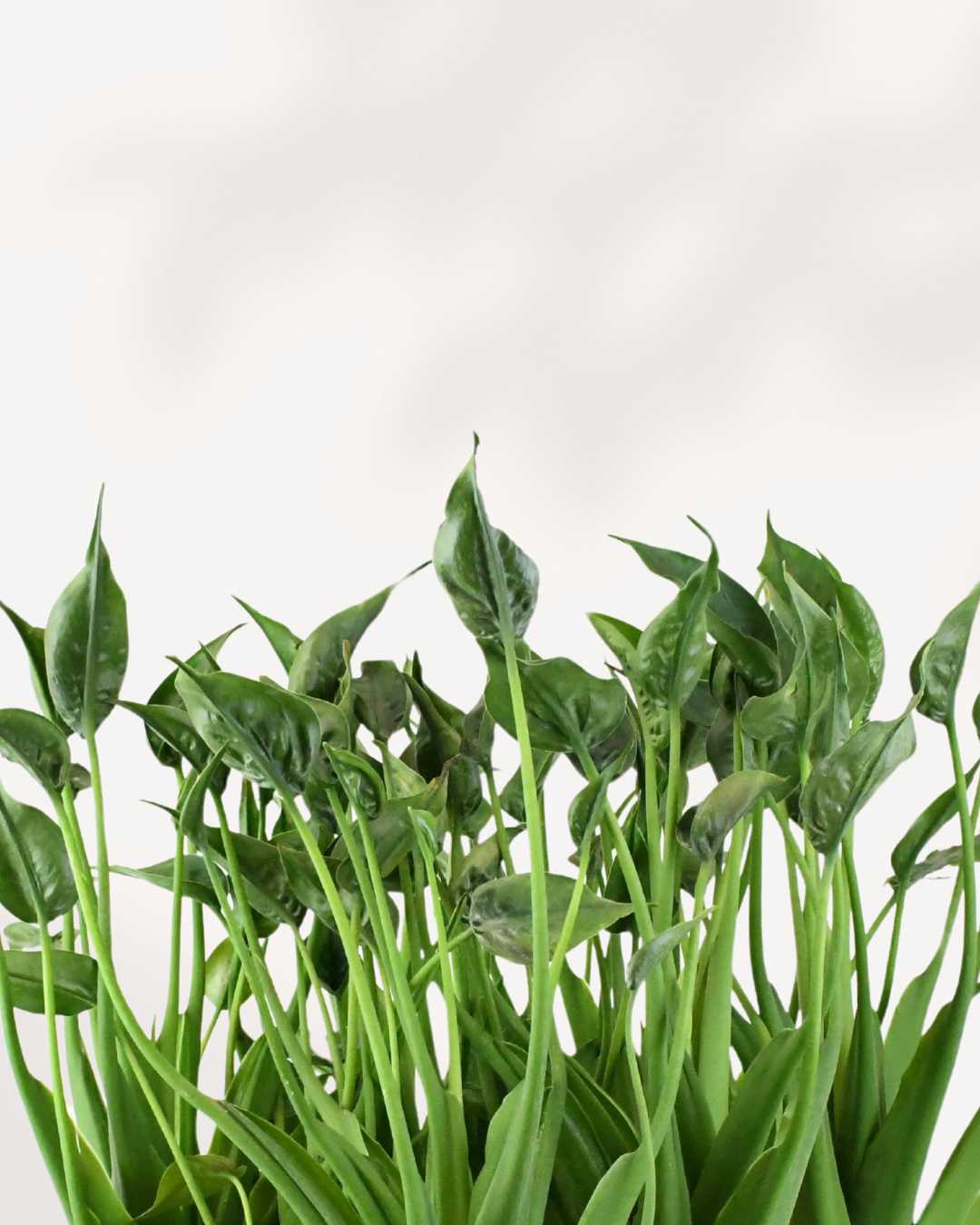 Alocasia Tiny Dancer