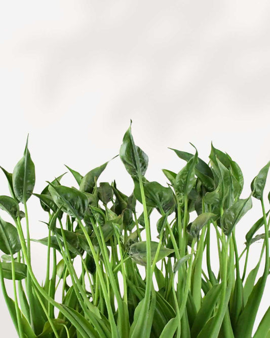 Alocasia Tiny Dancer 4" Pot - Small