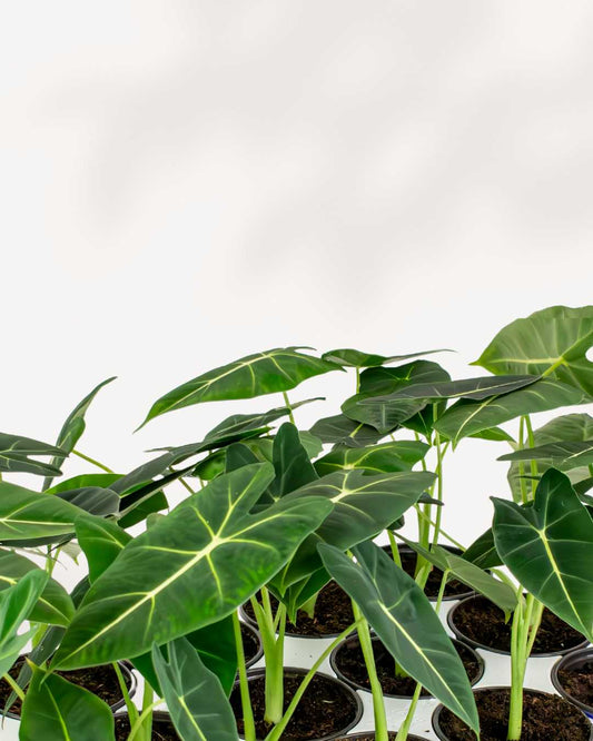 Alocasia Velvet Elvis 4" Pot - Small