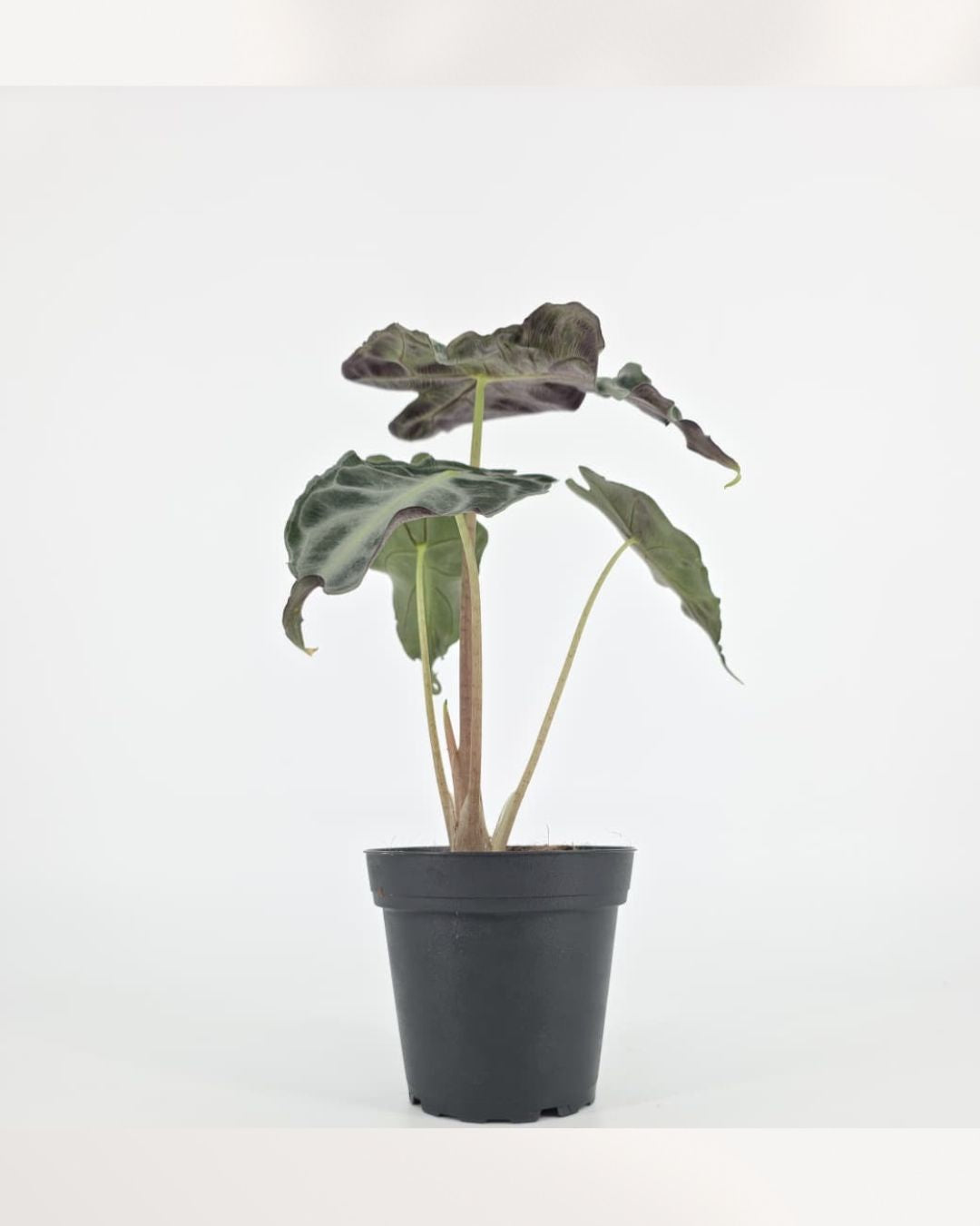 Alocasia Venom full plant front view in black nursery pot, upright dark green leaves with silvery vein pattern and ruffled edges, rare collector houseplant for bright indirect light