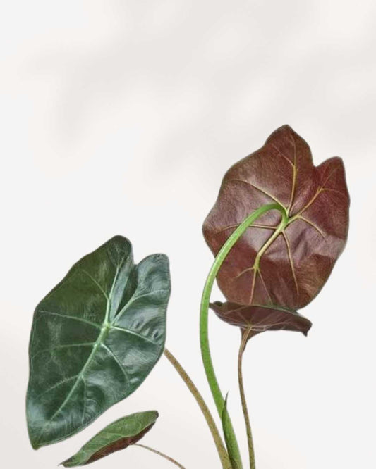 Alocasia Wentii 4" Pot - Small