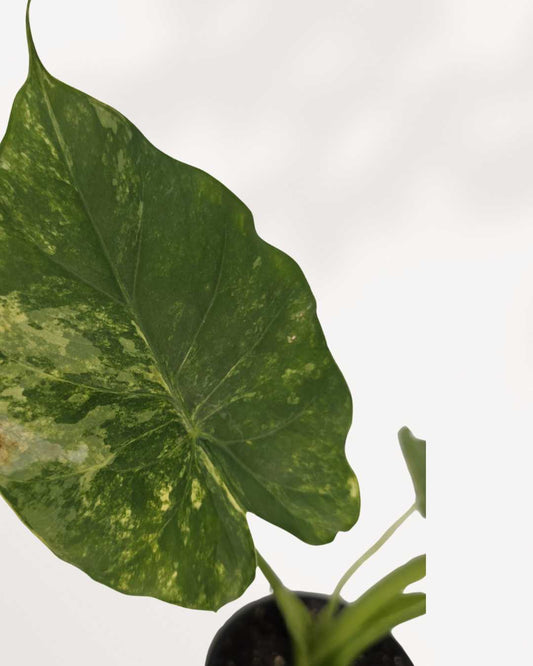 Alocasia Odora Variegated 3.5" Pot - Small