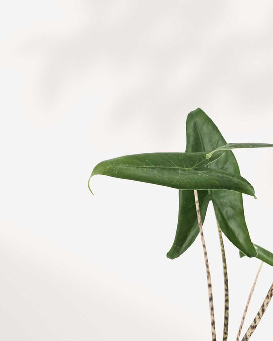 Alocasia Zebrina | Buy Online