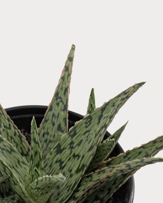Aloe Pink Blush