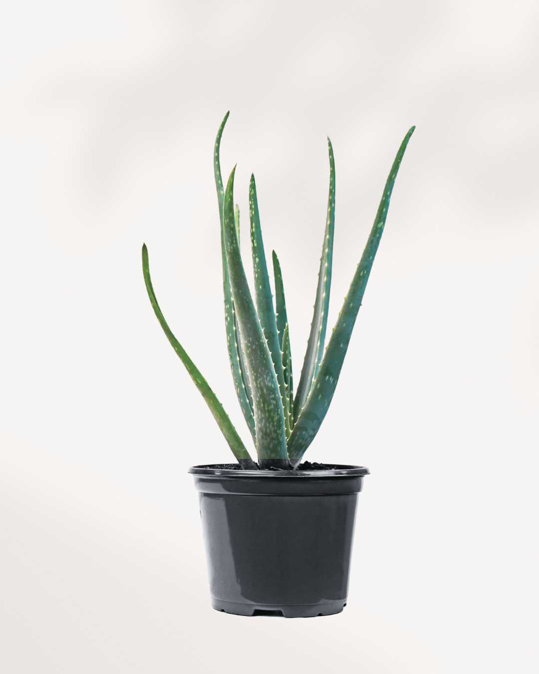 Aloe Vera 6" Pot Medium (Expect some blemishes)